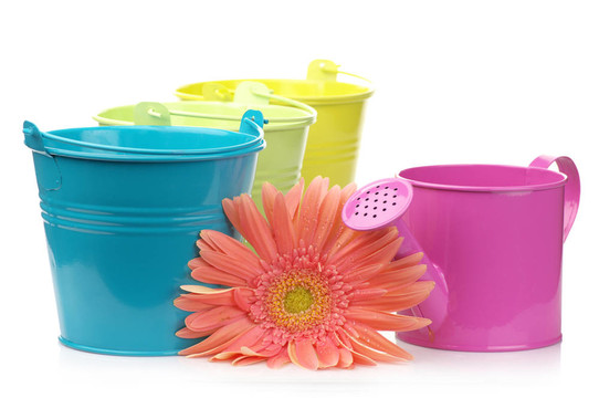 五顏六色的水桶噴壺、非洲菊；