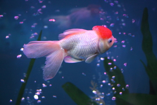 金魚