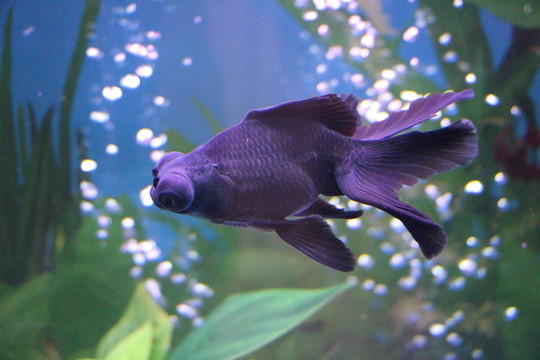 金魚