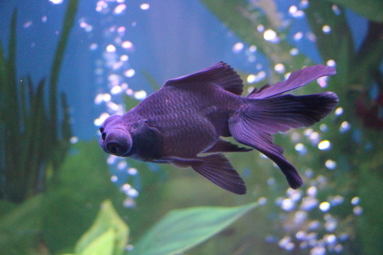 金魚(yú)