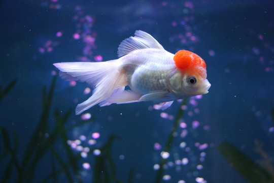 金魚