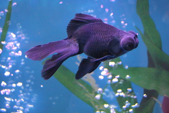 金魚