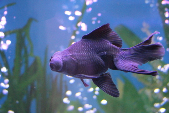 金魚