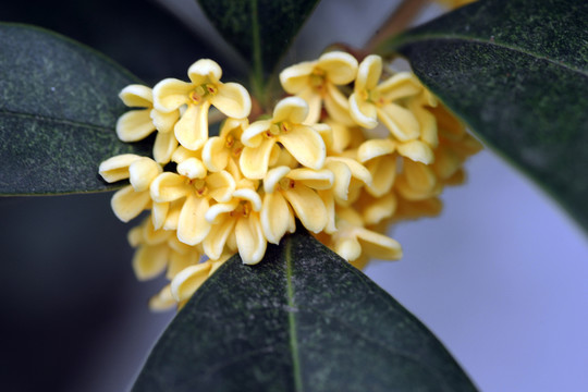 桂花
