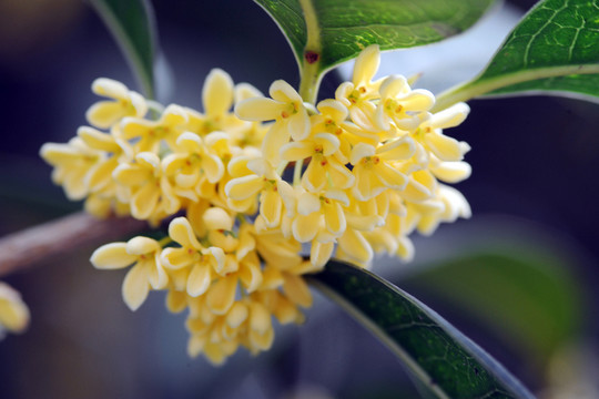 桂花