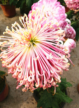 菊花 天女散花