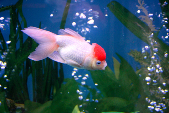 金魚