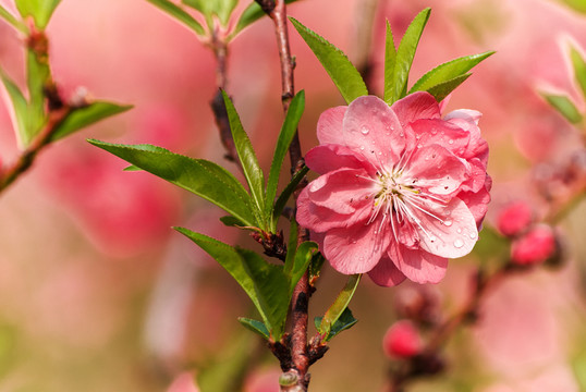 桃花