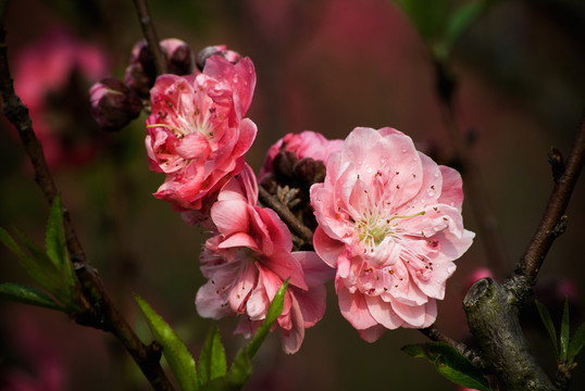 桃花