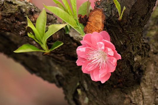 桃花