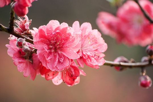 桃花