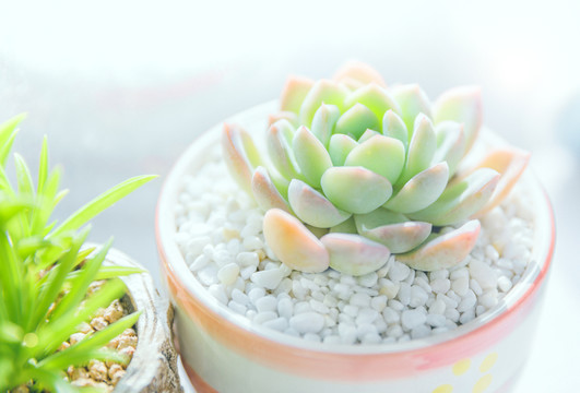 窗臺(tái)前多肉植物 小清新