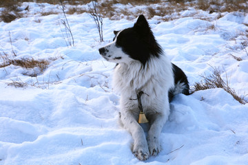 放牛犬