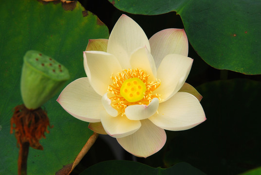 荷花