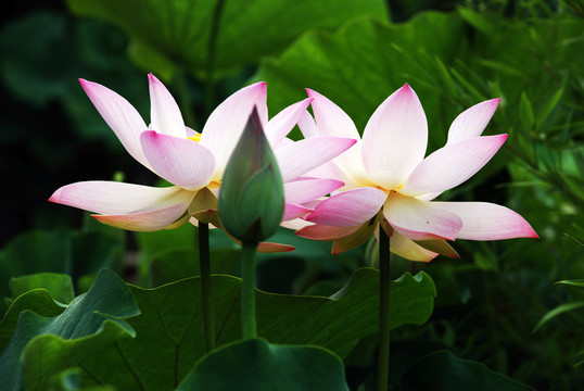 荷花