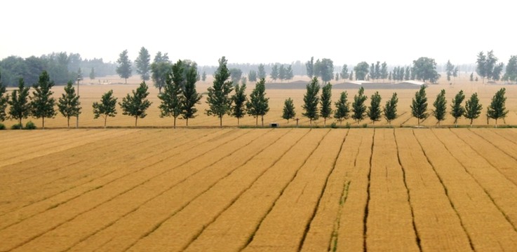 麥田
