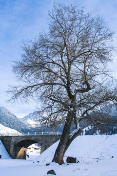 天山山脈積雪