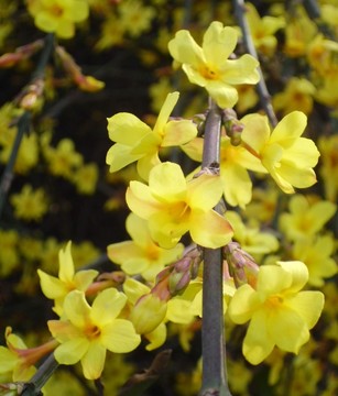 迎春花盛開