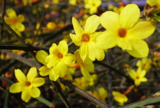 迎春花 盛開