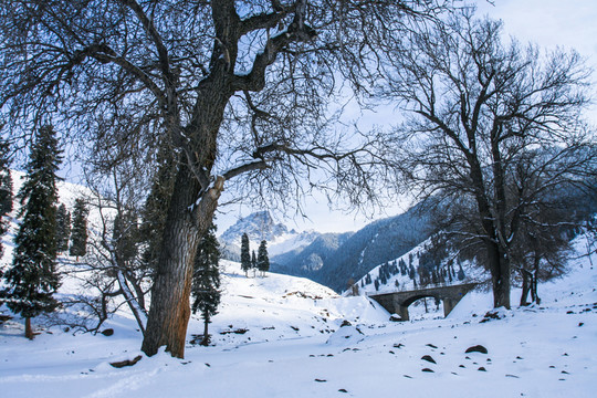 天山山脈積雪