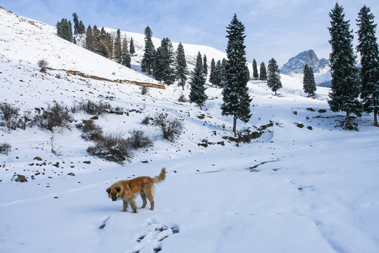 天山山脈積雪