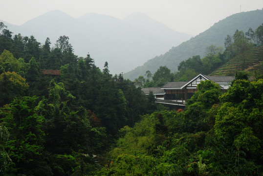 深圳東部華僑城茶園