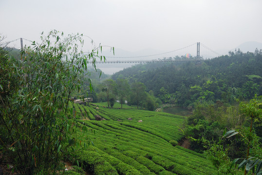 深圳東部華僑城茶園
