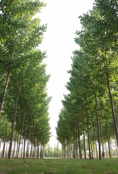 楊樹林