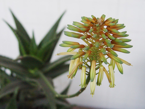 蘆薈花