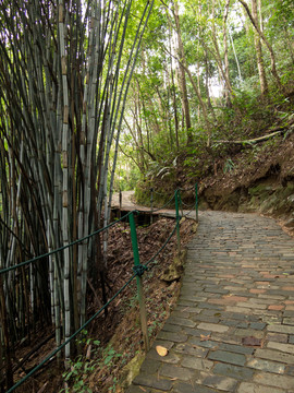 竹林小道