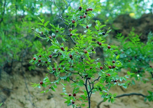 野生酸棗