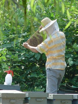 養(yǎng)蜂人 養(yǎng)蜂場