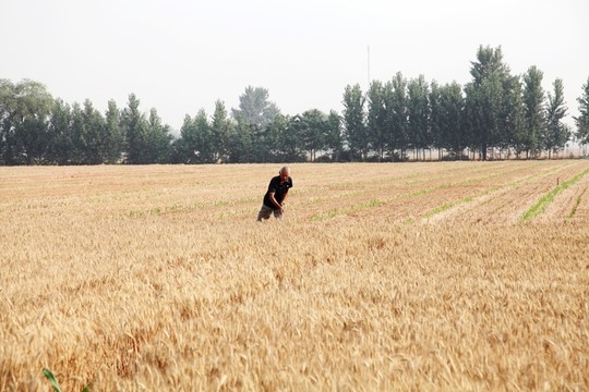 農(nóng)民夏收夏種