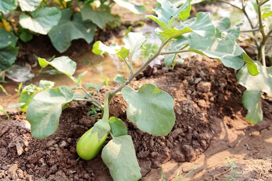 茄子種植
