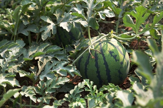 農(nóng)業(yè) 植物 種植園 防暑降溫