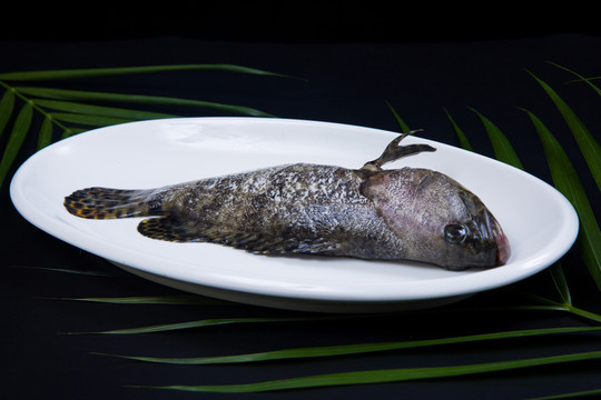 石斑魚(yú) （3）