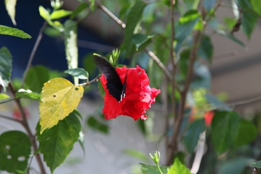 紅花上的蝴蝶