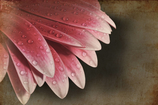 舊貨復古搖滾的影響gerbera daisy flower