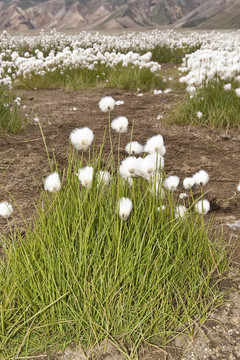 常見(jiàn)的羊胡子草（Eriophorum angustifolium）