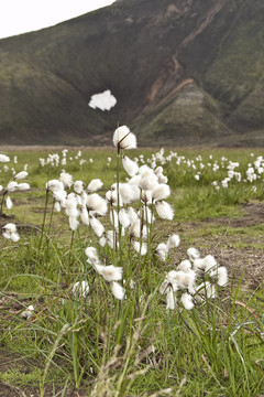 常見的羊胡子草（Eriophorum angustifolium）