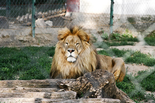 動(dòng)物園里的獅子