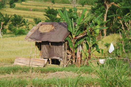 大米的農(nóng)場