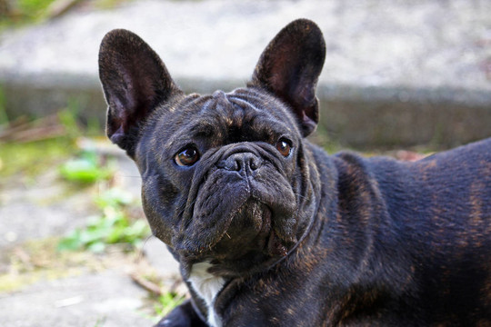法國(guó)斗牛犬