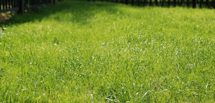 陽(yáng)光下的青草
