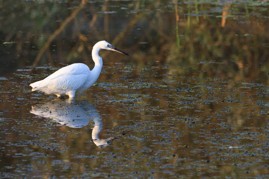 白鷺（Egretta garzetta）