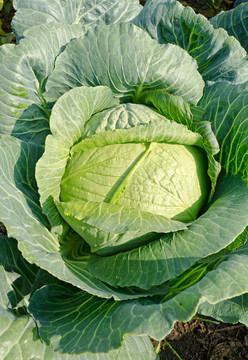 田野上的卷心菜