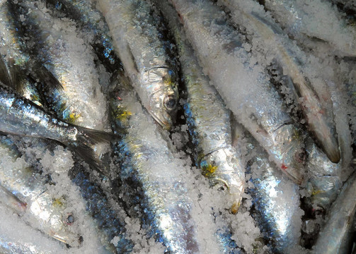 新鮮的沙丁油魚