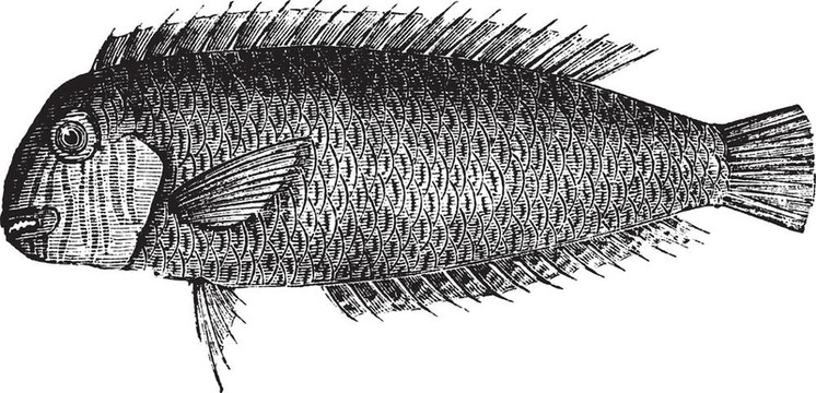 珍珠Razorfish或連鰭唇魚屬novacula復(fù)古雕刻