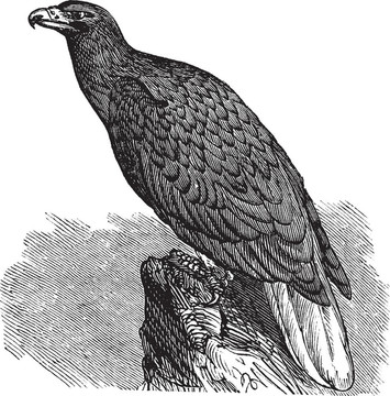 鷹歐洲（Haliaeetus albicilla）、白尾海雕；復(fù)古雕刻。