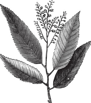 Sourwood和酸模樹或酸葉樹；復(fù)古雕刻